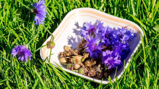    Как посеять васильки в открытый грунт: советы дачникам Анна Оленькова