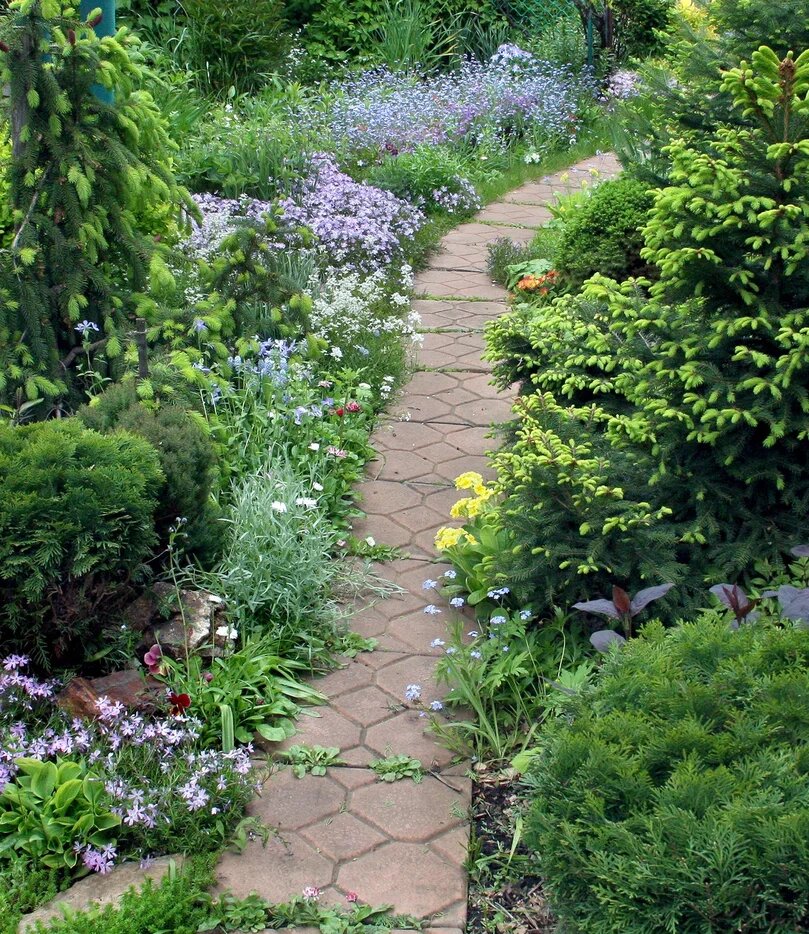 3. Уголок хвойных, сиреневый флокс шиловидный и незабудки