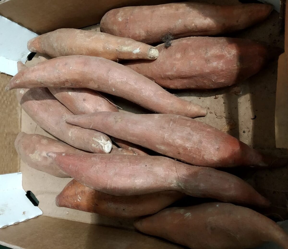 Клубни батата, Фото автора