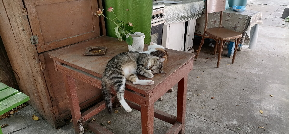 Вот так котики нас провожали