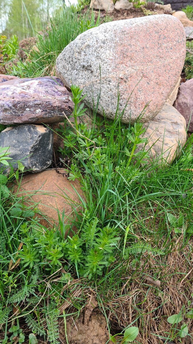 Подмаренник лезет в вышину