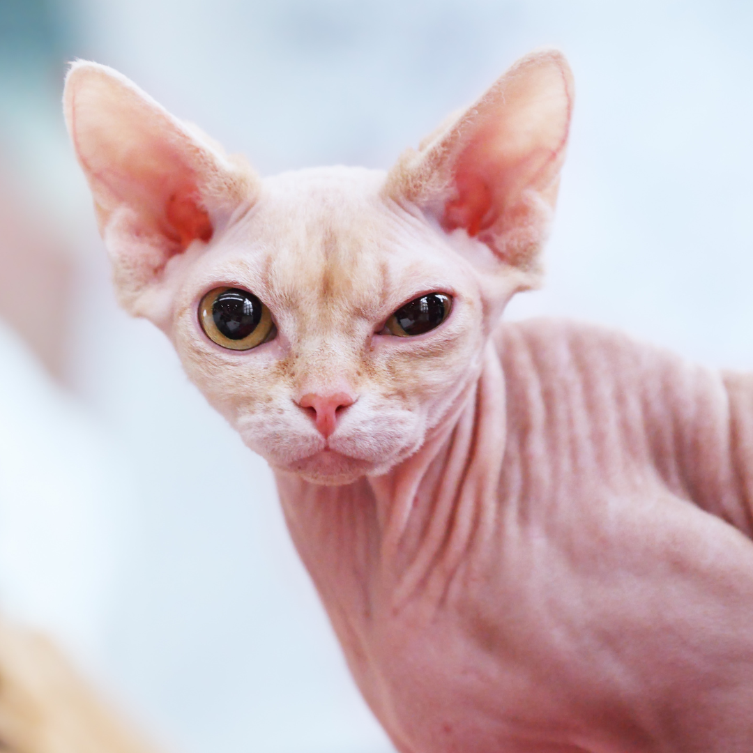 Куда собрался? 😼