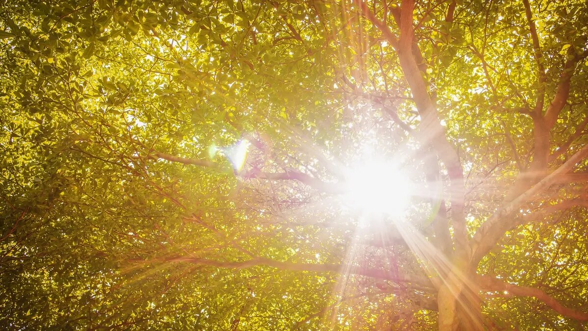 Солнце может непредсказуемо влиять на самочувствие метеопатов. Фото: pxhere.com