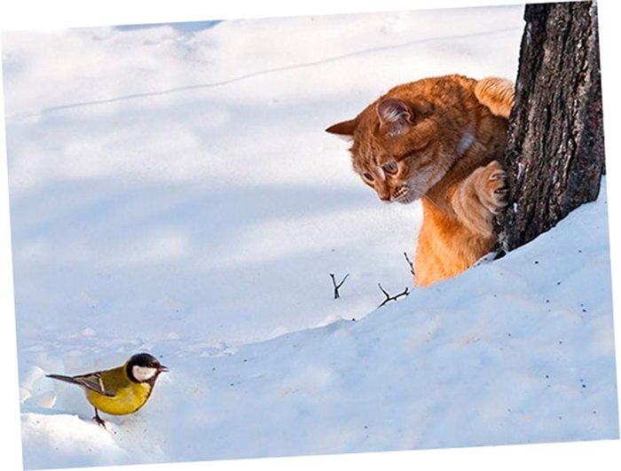 Фото из открытого источника