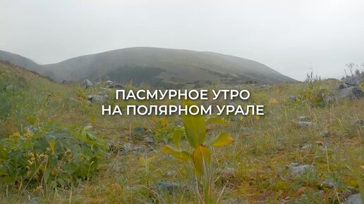 Пасмурное утро на Полярном Урале