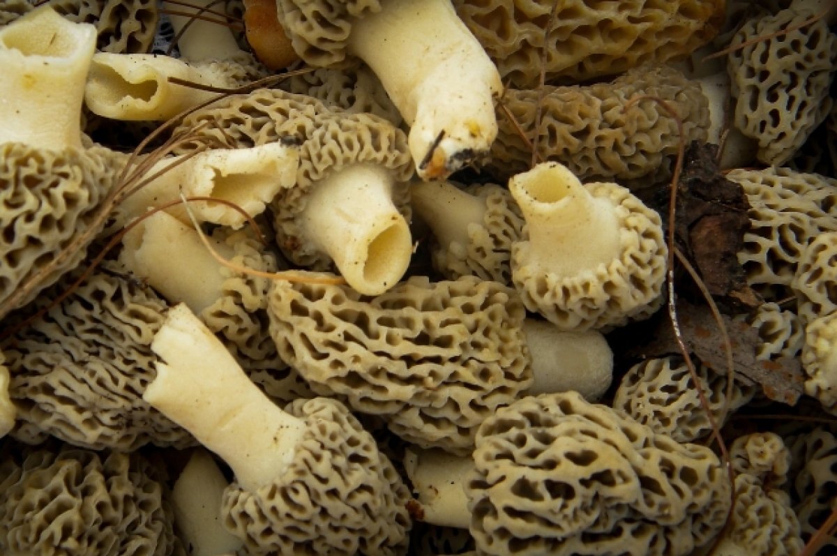    После дождей в лесах Тульской области появились весенние грибы