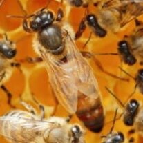 Матка пчелы.