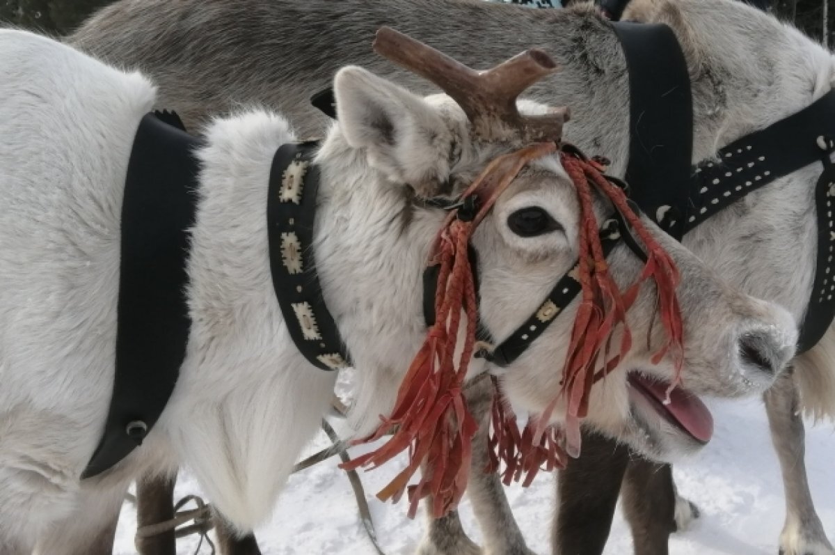    Инфекцию выявили на территории базы отдыха Общины КМНС «Остяко-Вогульск».