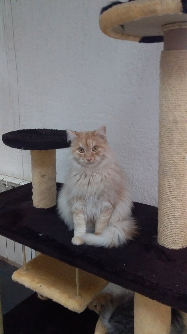 наш  Кирюша