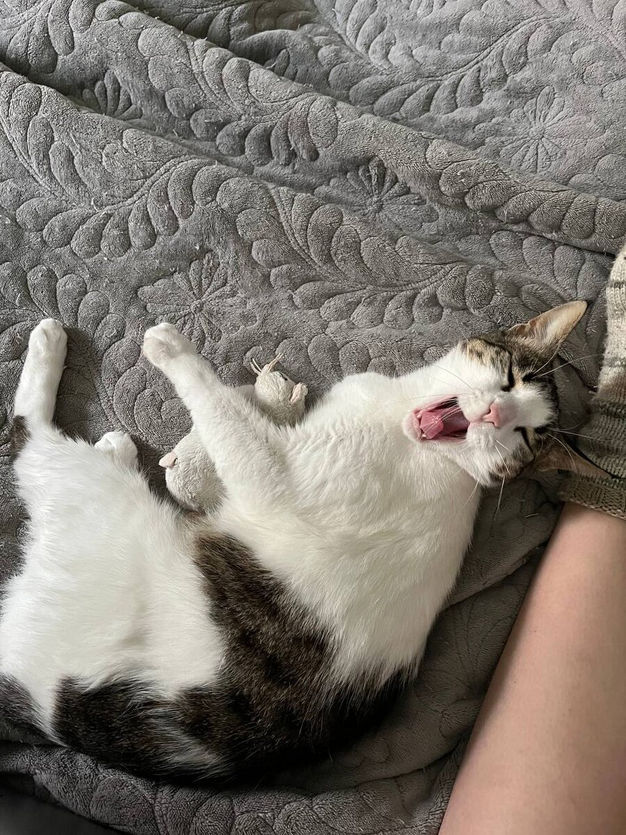 На мое желание с ней поиграть Мурка начала широко зевать( пришлось отстать