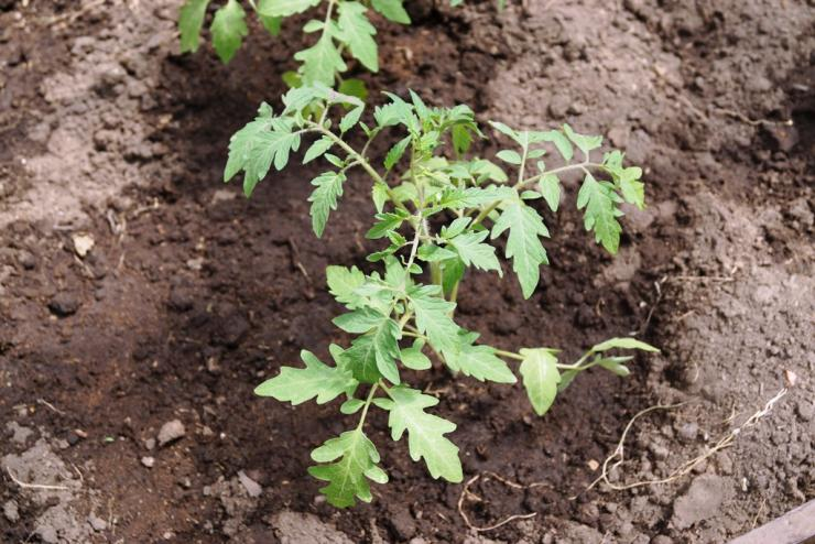 посадка томатов в открытый грунт рассадой. высаживание рассады томатов. высадка рассады томатов в грунт. посадка томатов в открытый грунт рассадой. посев помидор в открытый грунт.