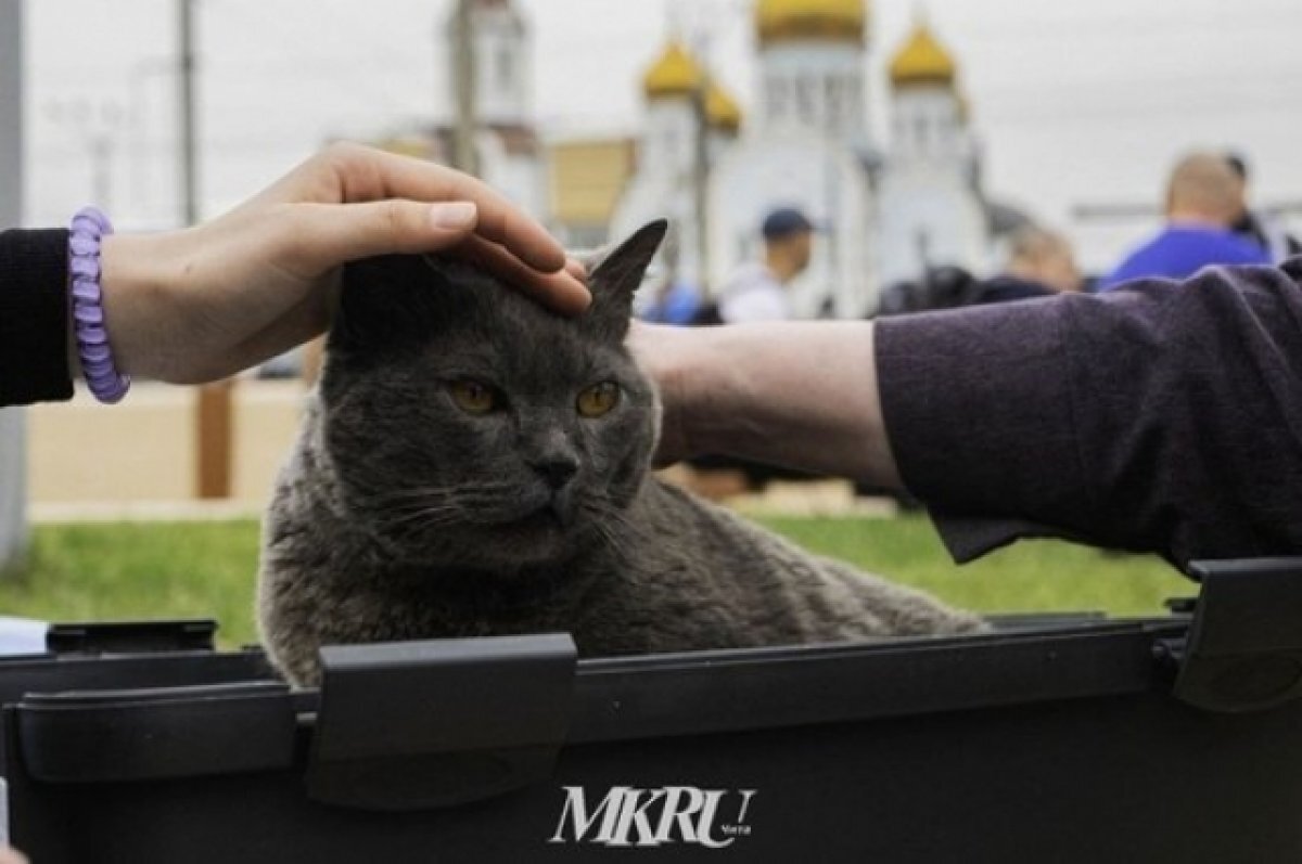   Военный из Читы спас на СВО раненого кота и отправил своей матери