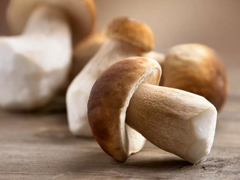 Чем полезен белый гриб для человека. Белый гриб полезный. Грибы белые свежие. Белый гриб вид сверху. Витамины белый гриб.