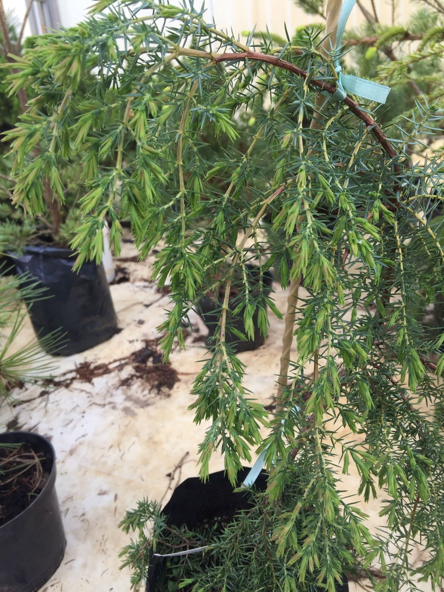 Молодой прирост на можжевельнике Хорстманн. Фото автора.