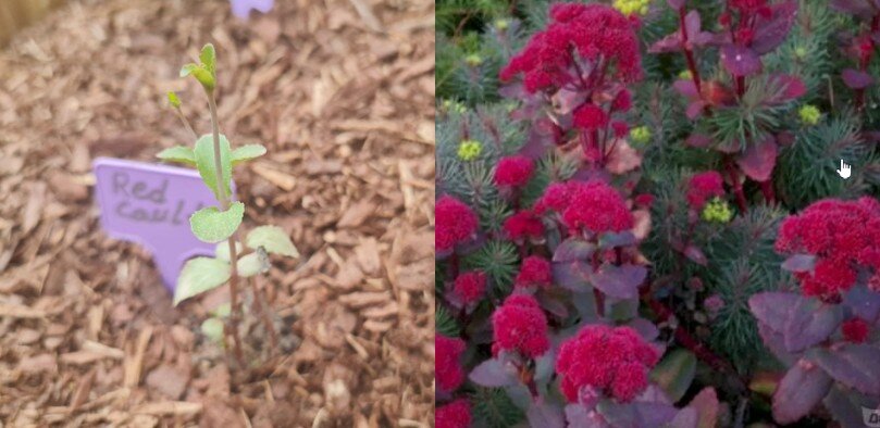 Очиток Ред Каули из посылки (слева) и фото сорта из интернета