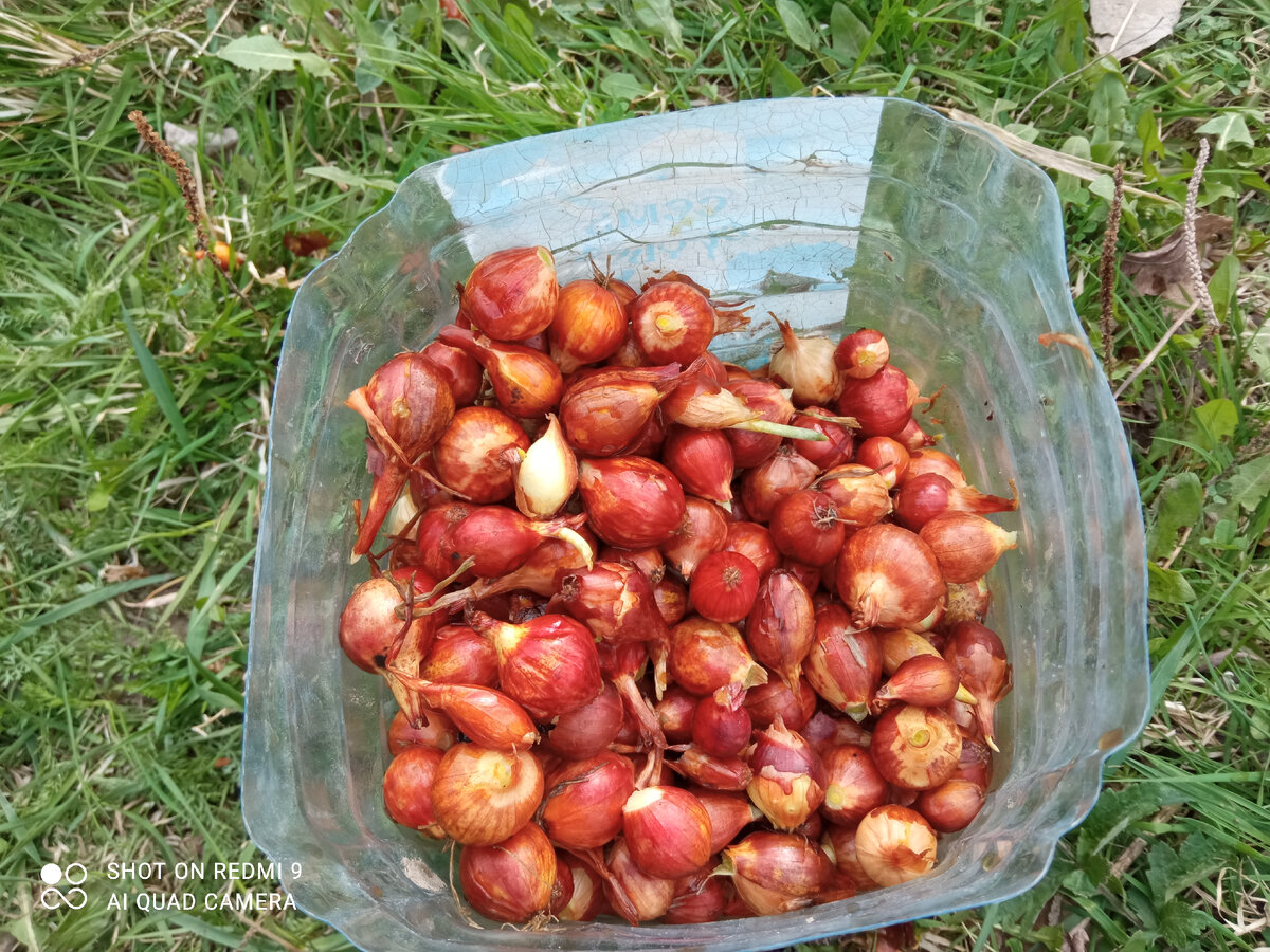 фото автора, лук на посадку