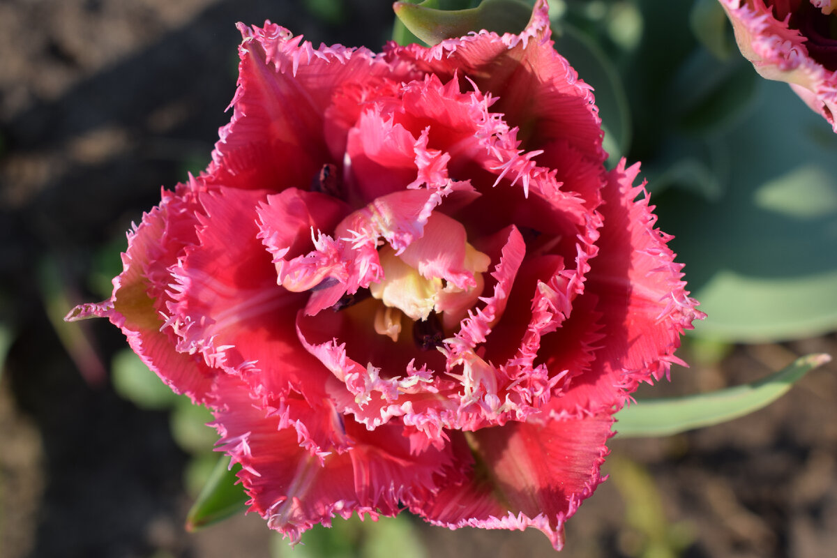 тюльпаны украшают мой дачный участок(фото автора)