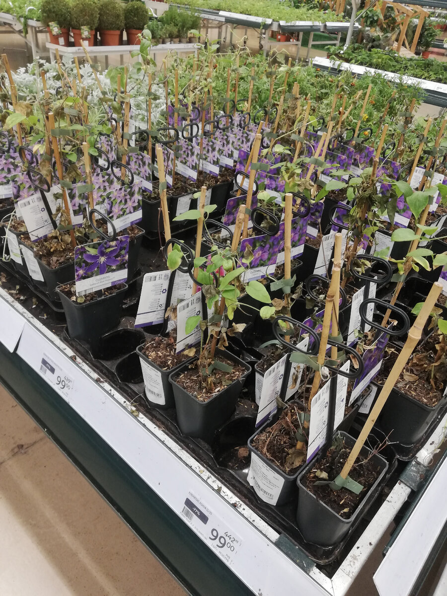 Задохлые клематисы в Ашане