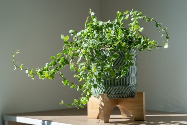 Домашний фикус является вечнозелёным или листопадным растением из семейства Тутовых. Родина фикуса – африканские и азиатские тропики, субтропики.-2