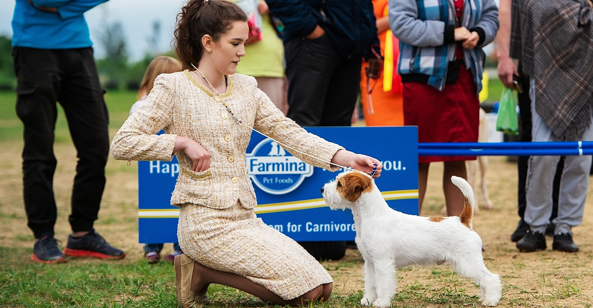 Ркф 2022. Лексус ркф 2022. Ркф 2022. Ркф 2022. Евразия 2022 выставка собак.