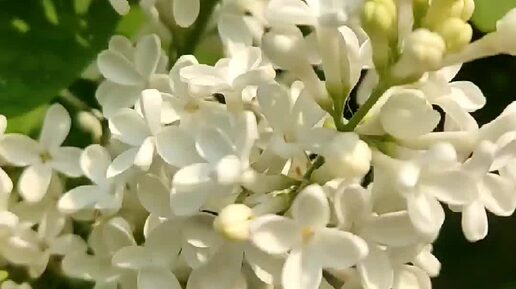 Татьяна Орлова | Белая сирень, как пахнет, кто бы знал! | Дзен