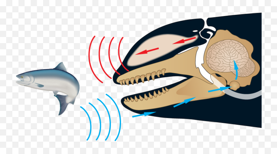 Входными воротами для эхолокационного слуха дельфина служит. Ультразвук в эхолокации. Эхолокация у касаток. Белуха эхолокация. Эхолокация кашалота.