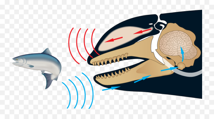 Звук рыбы. Эхолокация у китов и дельфинов. Кашалот эхолокация. Киты эхолокация. Эхолокация дельфинов схема.