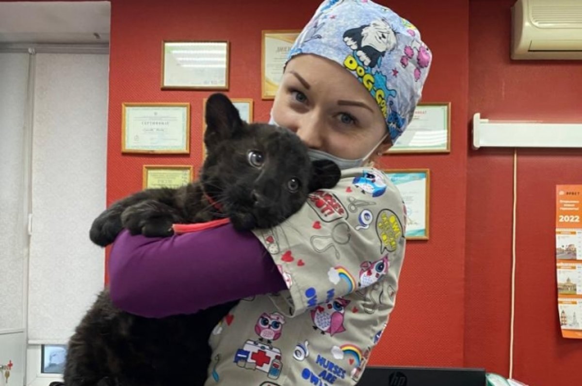    На приём к Полине приходят и пантеры, и волчицы.