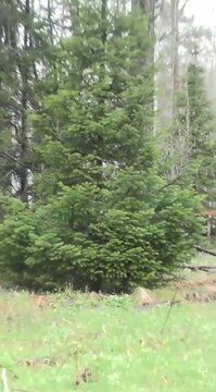 Пихта с широкими ветвями