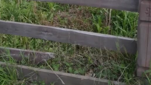 Владимир Сухов | Старинный тополь | Дзен