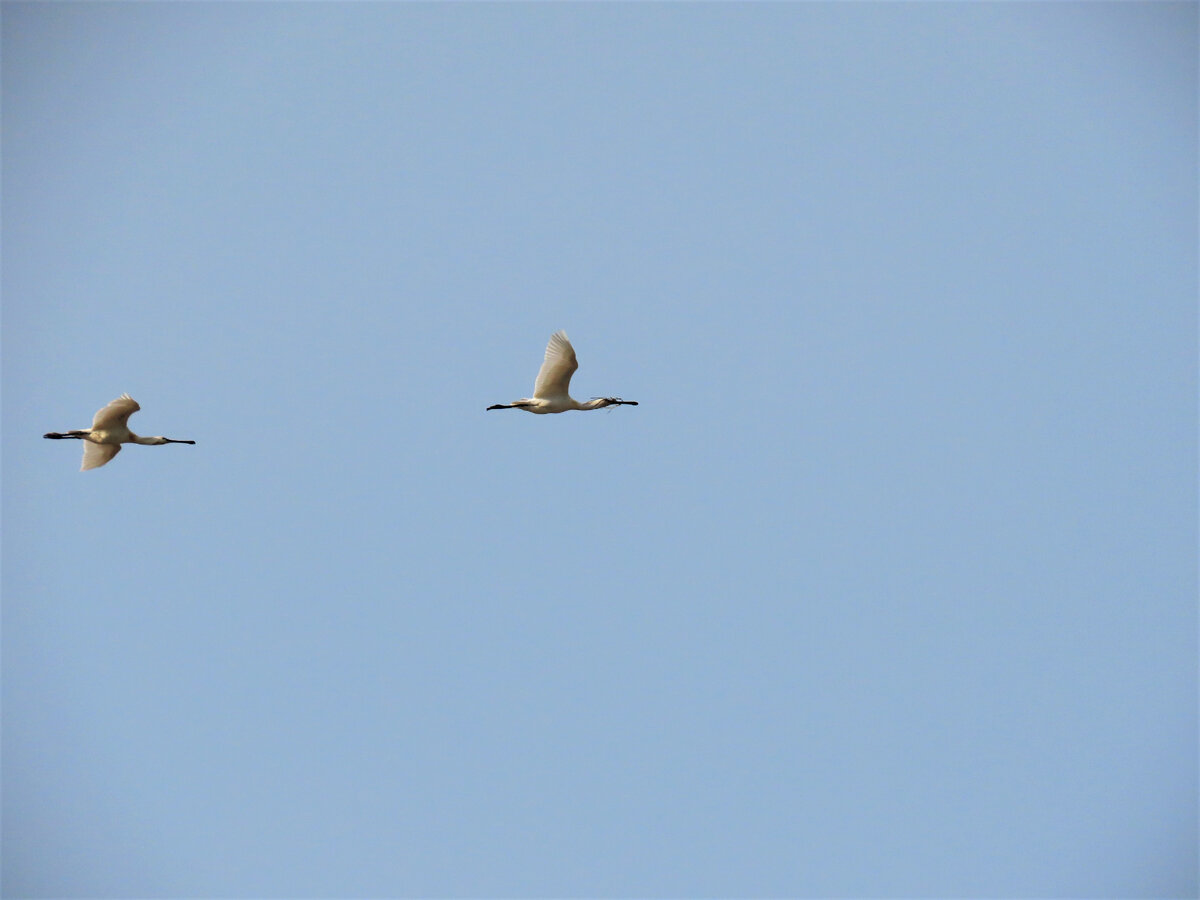 Колпицы, апрель 2023, озеро Маныч-Гудило