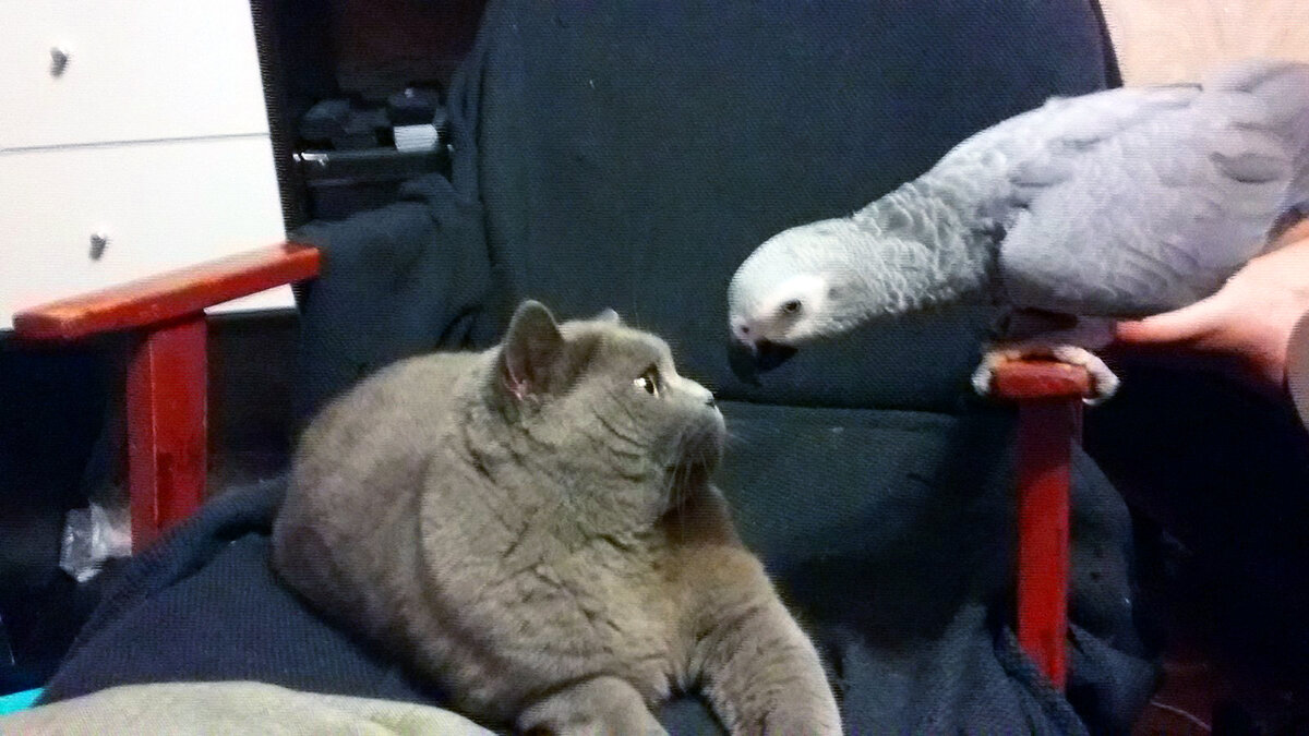 источник фото: krasivosti.pro