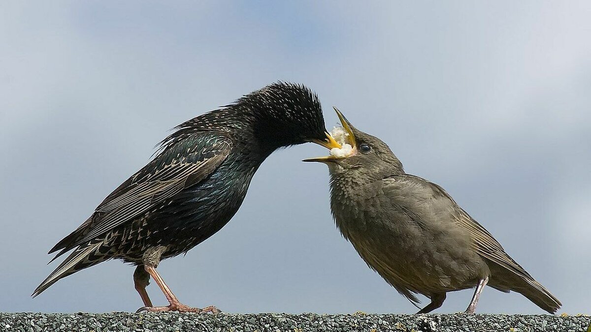     Птичий грипп — это одна из разновидностей гриппа, которым болеют птицы. Они и являются переносчиками заболевания, сообщили корреспонденту RostovGazeta в одной из поликлиник Ростова.