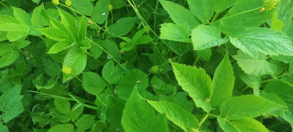 Уникальный сорняк-сныть и здоровье. | Серебряное время | Дзен