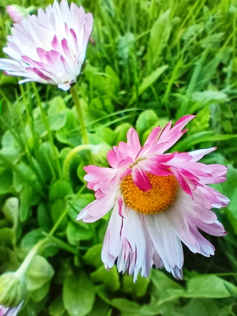 весенние цветочки