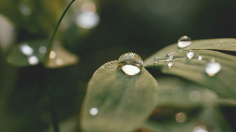     После дождя. СС0