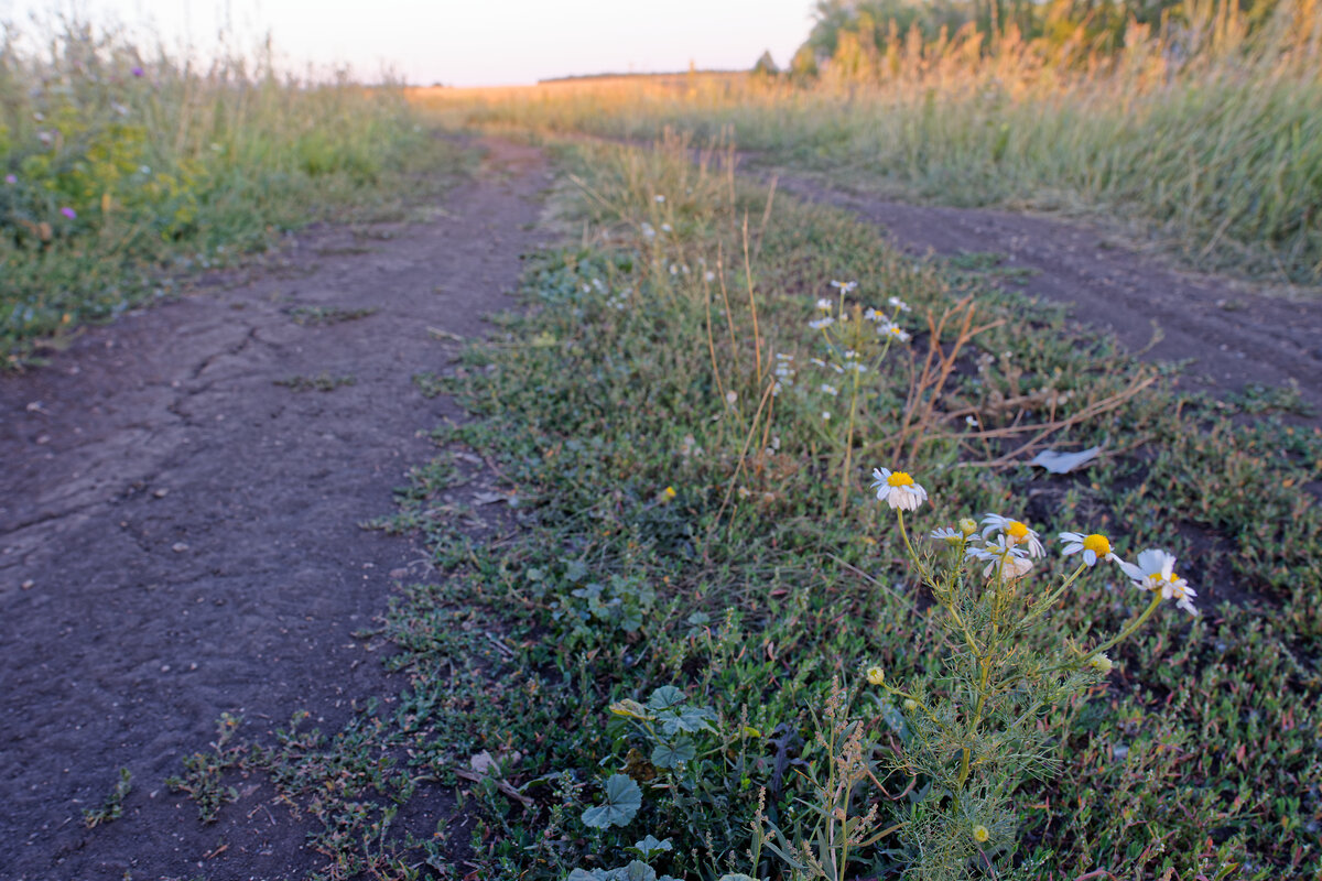02. Цвели ромашки.