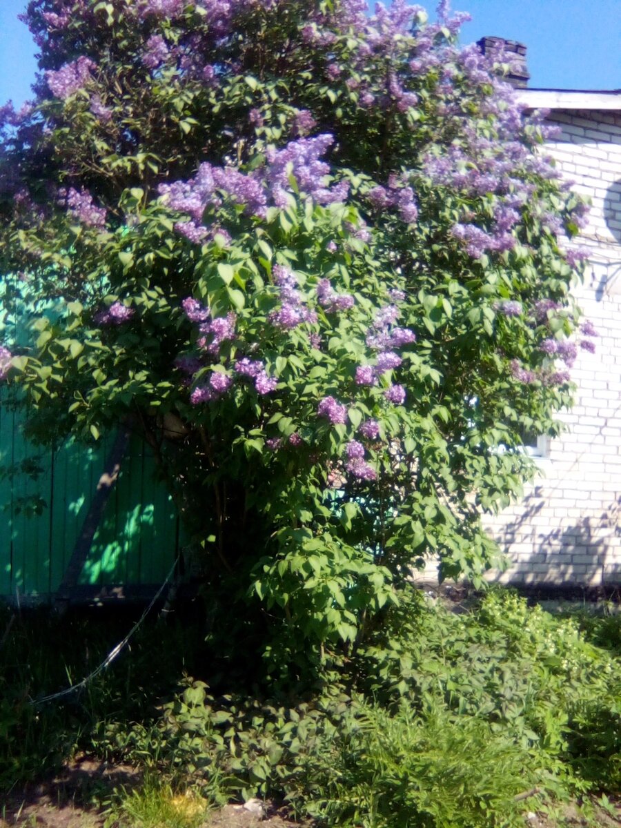 Сирень у дома. Всё цветёт. Жизнь прекрасна! 