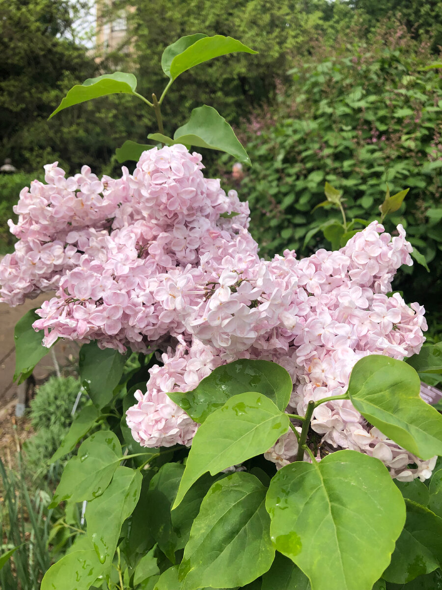 Вечерний звон