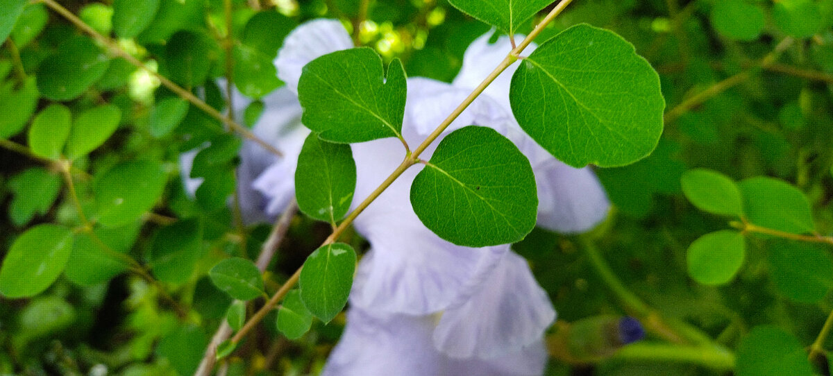  Светлые отношения перечеркнуты. Фото автора канала