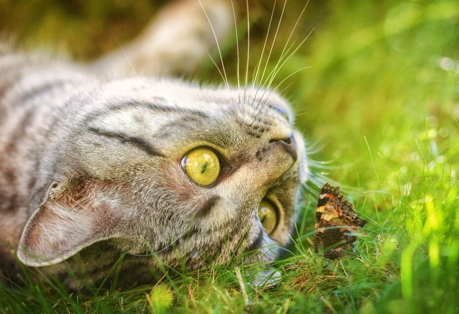 Лето на носу. Трава для кошек. Котик в траве. Кот и бабочка. Весенний кот.