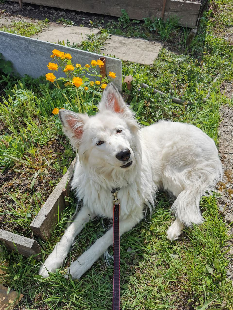 Остро ненавидишь собак? Бедняжка...