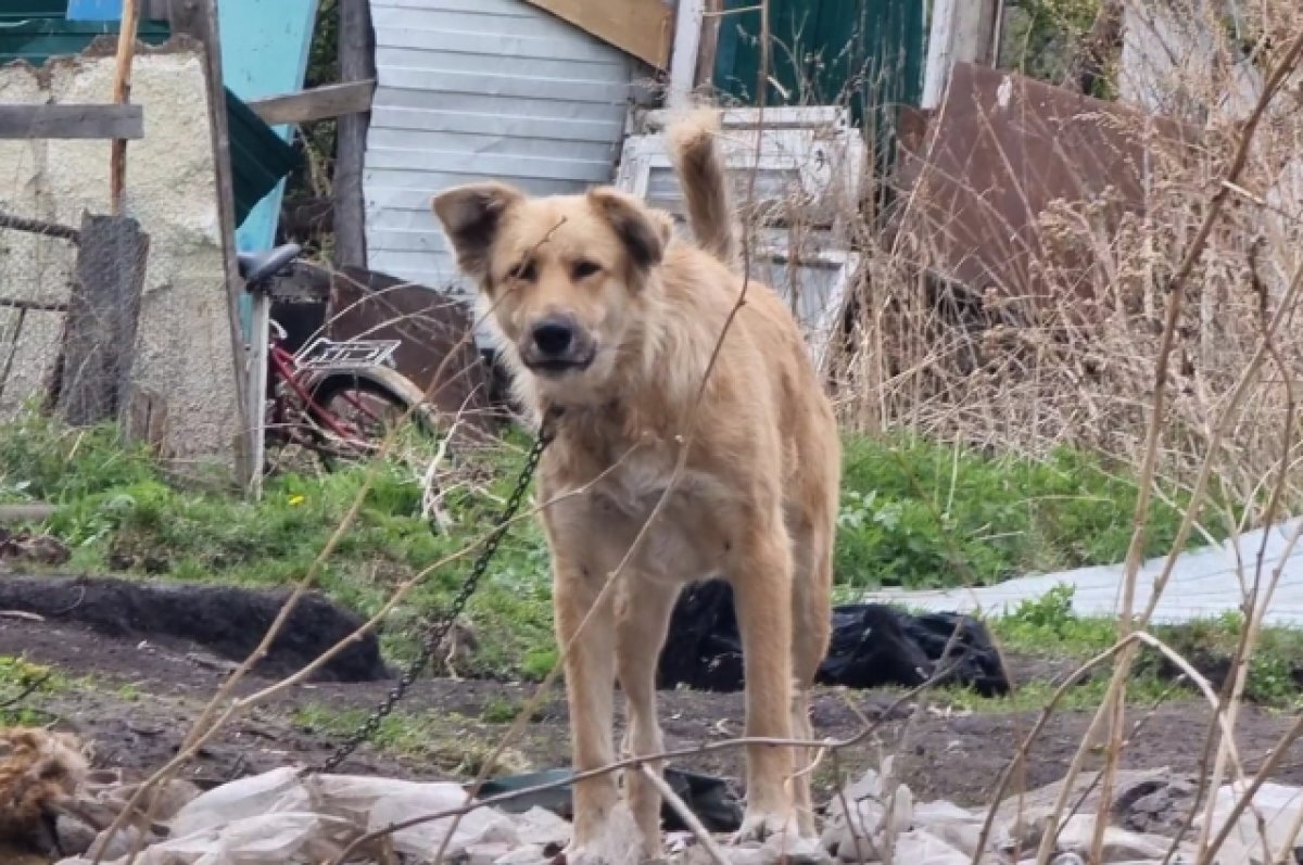    В Октябрьском районе Красноярска нашли обглоданные останки собак