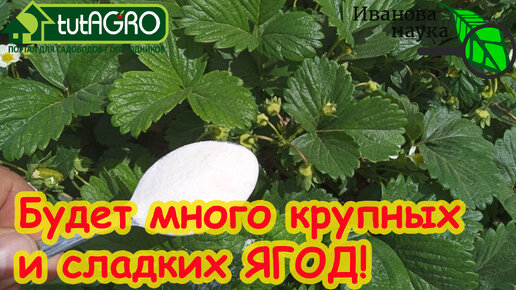 🍓ХОТИТЕ МНОГО КРУПНОЙ И СЛАДКОЙ КЛУБНИКИ? Подкормите ЭТИМ авторским рецептом во время цветения.