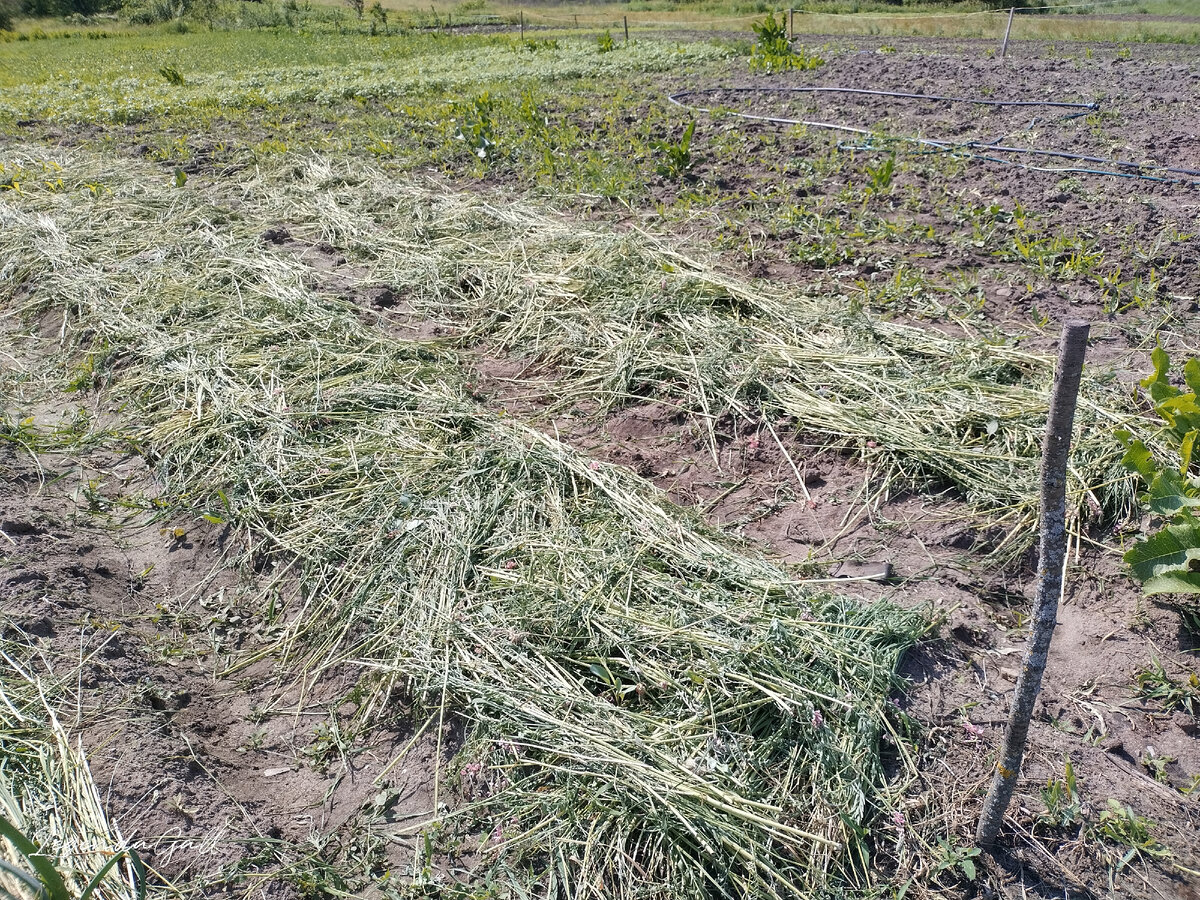 Где-то там, глубоко под травой, спряталась капуста