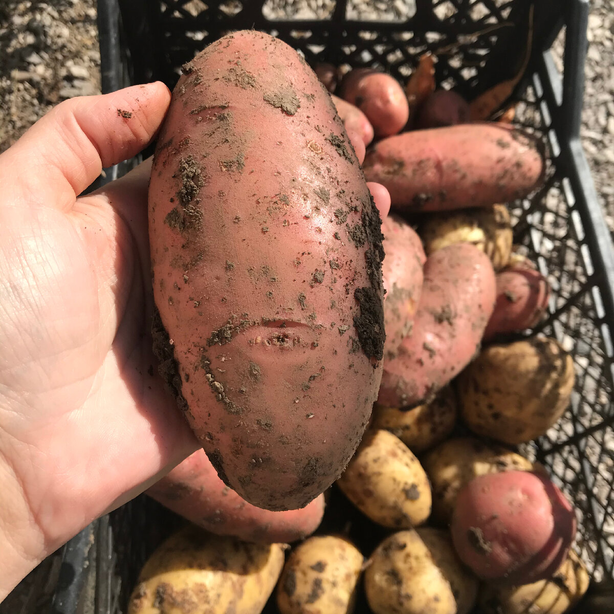 Можно картошку заранее. Полив картошки. Урожай картошки. Зеленая картошка. Картошка одна.