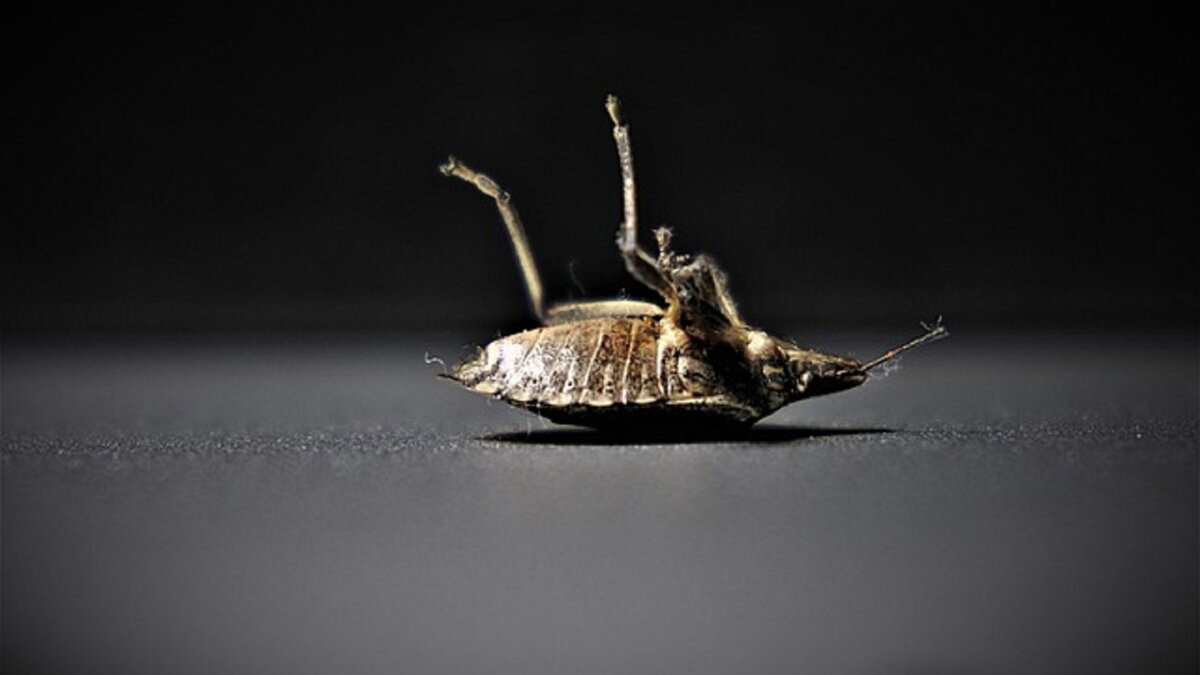     В Красноярке женщина хотела избавиться от клопов, но попалась на мошенников. Она обратилась с жалобой в Роспотребнадзор.