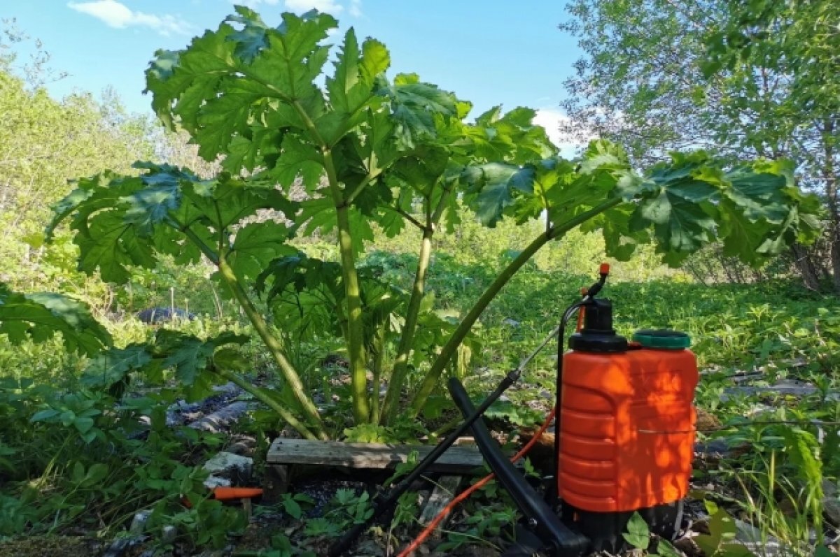    Во Владимирской области дачников начнут штрафовать за борщевик на участках