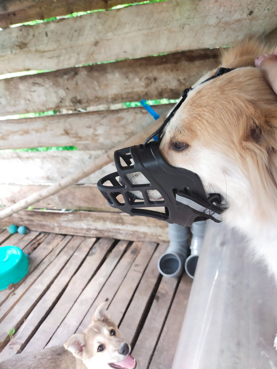 Сви в наморднике и счестливый Лаки