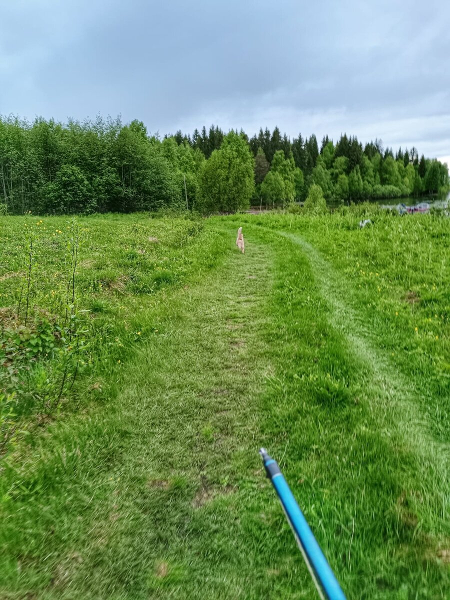 Мотька бежит впереди, аж хвост "трубой"